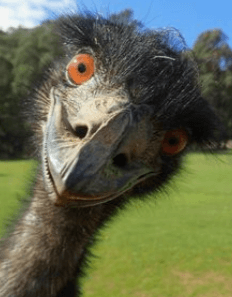 ¿Qué Aprendes Dentro de la formación Elliott Traders? (Módulos del programa)